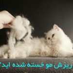 مو در حیوانات خانگیرفع کامل ریزش مو در گربه و سگ خانگی شما ظرف دو تا چهار هفته ارومیه کلی