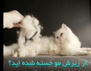 مو در حیوانات خانگیرفع کامل ریزش مو در گربه و سگ خانگی شما ظرف دو تا چهار هفته ارومیه کلی