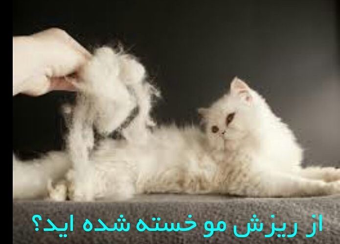 مو در حیوانات خانگیرفع کامل ریزش مو در گربه و سگ خانگی شما ظرف دو تا چهار هفته ارومیه کلی