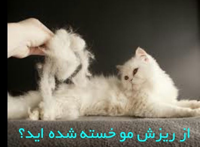 مو در حیوانات خانگیرفع کامل ریزش مو در گربه و سگ خانگی شما ظرف دو تا چهار هفته ارومیه کلی