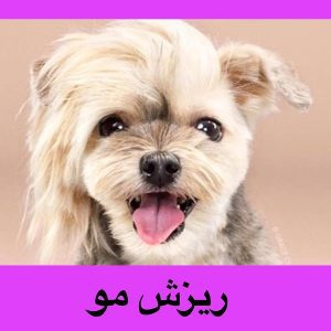 موریزش مو در حیوانات خانگی امری طبیعی است البته در حد معقول و عادی. اگر نمیتوانید با ریزش م